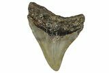 Fossil Megalodon Tooth - North Carolina #355740-1